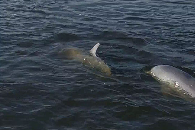 SPP Dolphins Swimming