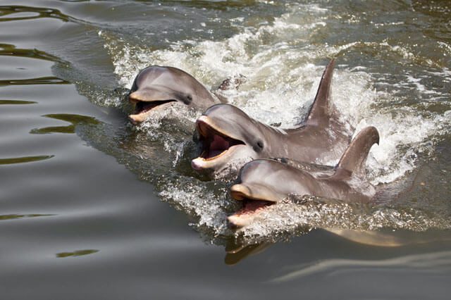 SPP Three Dolphins Playing