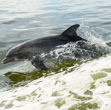 SPP Dolphins At The Sea