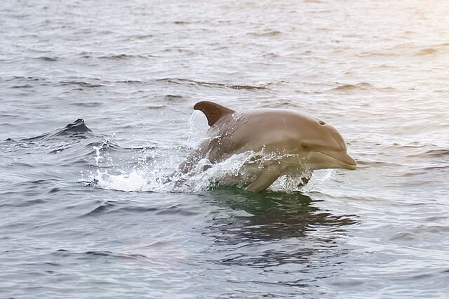 SPP Dolphins Swimming Fast
