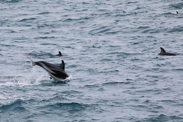 SPP Dolphins Jumping