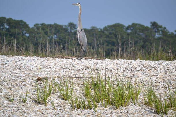 SPP Hilton Head Island is a haven for wildlife